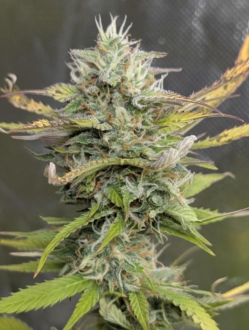 FumePop Auto x3. Week 12