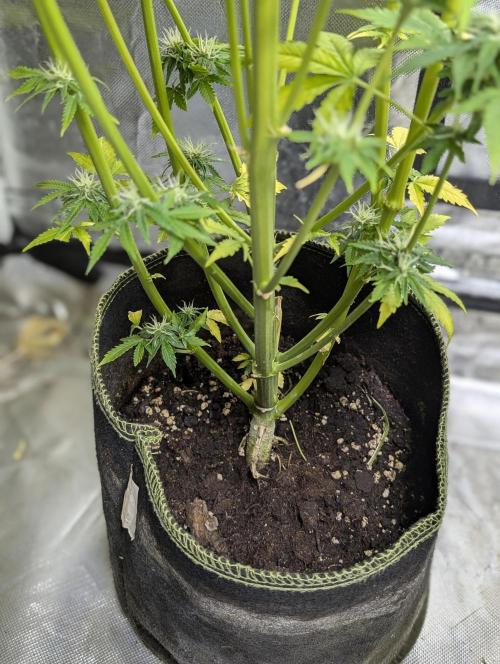 FumePop Auto x3. Week 12