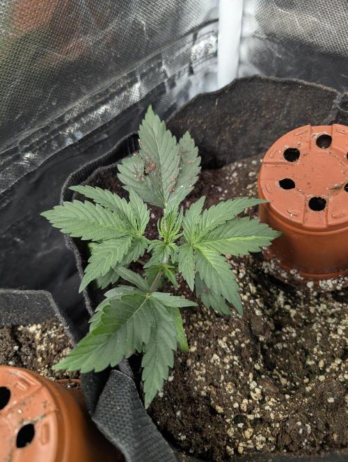 Runtz Auto x4. Week 3