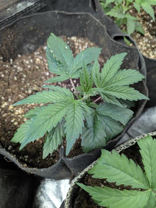 Runtz Auto x4. Week 3