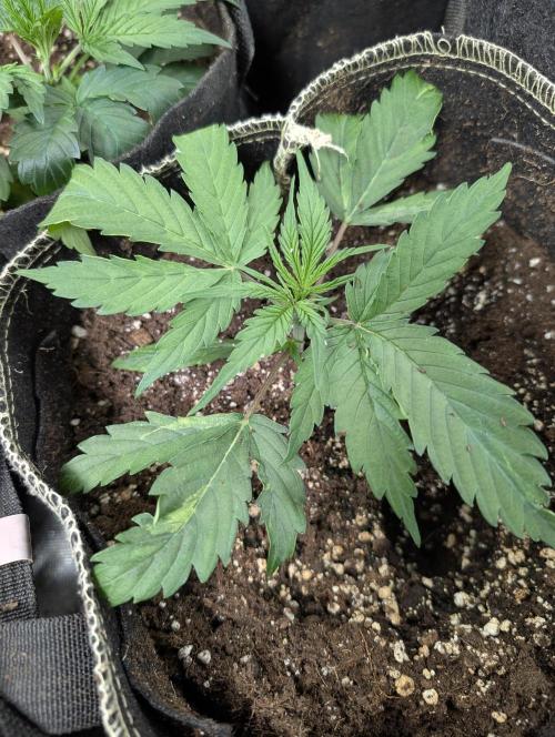 Runtz Auto x4. Week 3