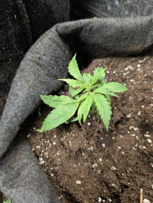 Runtz Auto x4. Week 3