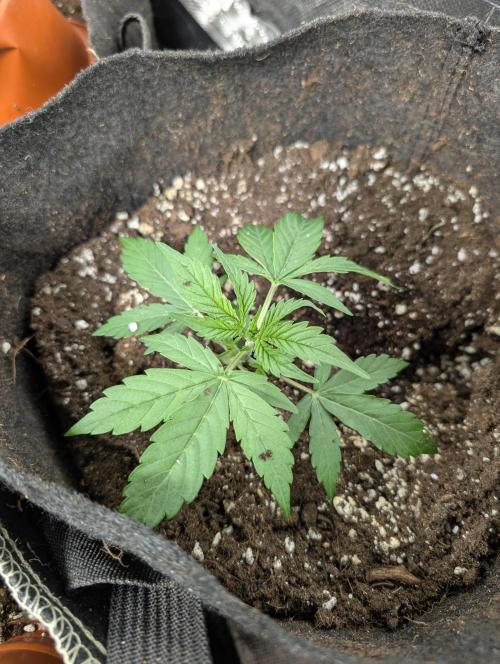 Fractal auto x5. Week 3