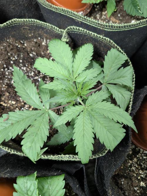 Fractal auto x5. Week 3