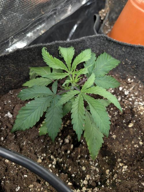 Fractal auto x5. Week 3