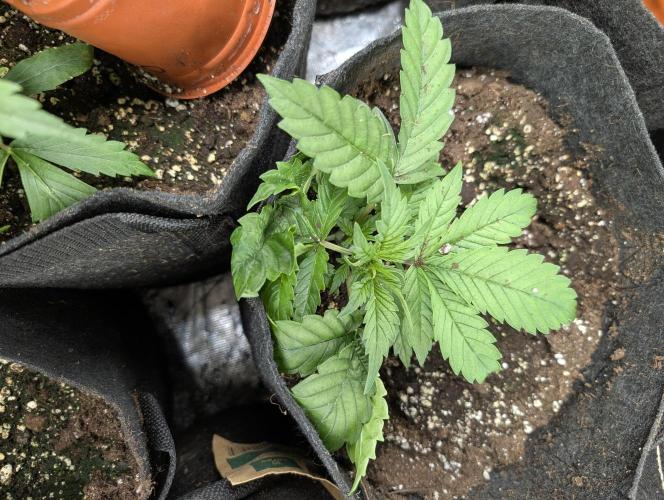 Fractal auto x5. Week 3