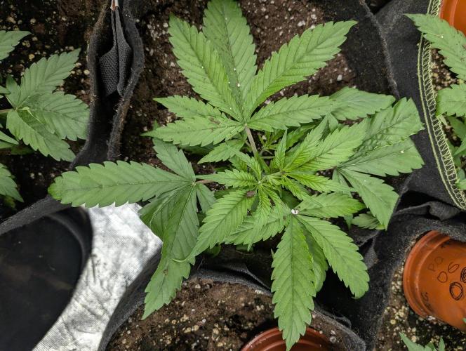 Fractal auto x5. Week 3