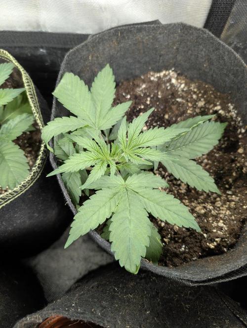 Purple Opium Auto x5. Week 3