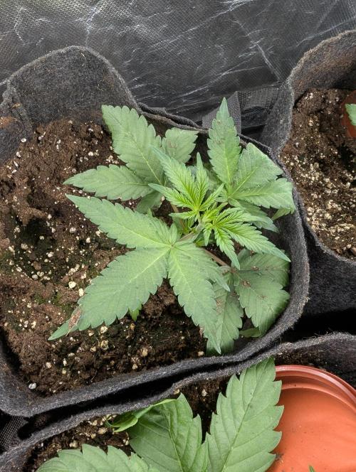 Purple Opium Auto x5. Week 3