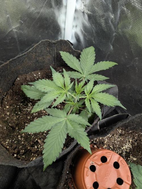 Purple Opium Auto x5. Week 3