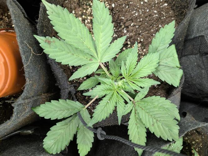 Purple Opium Auto x5. Week 3