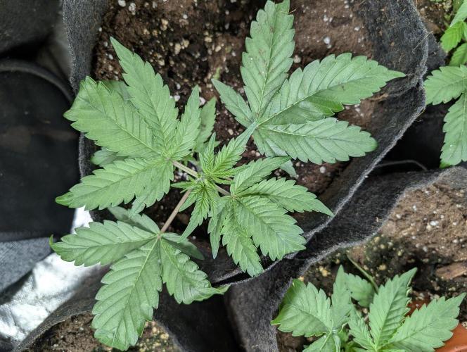 Purple Opium Auto x5. Week 3