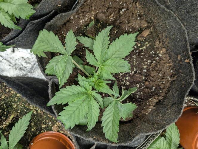 Kabul auto x5. Week 3