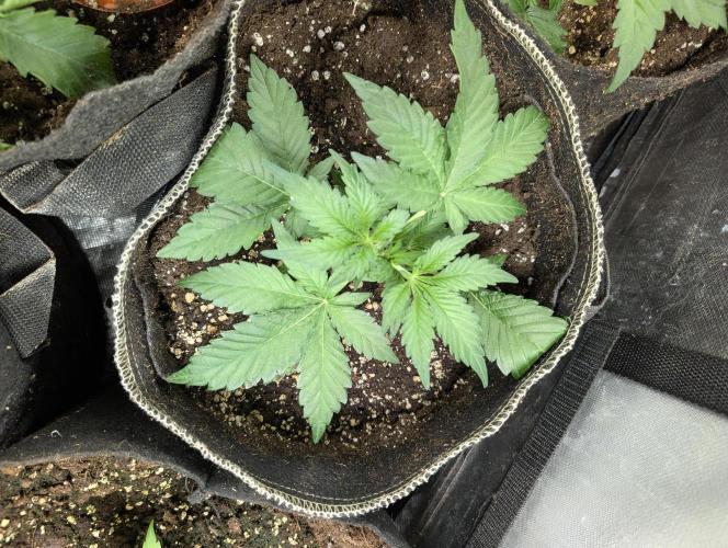 Kabul auto x5. Week 3