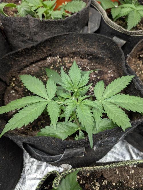 Kabul auto x5. Week 3