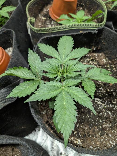 Kabul auto x5. Week 3