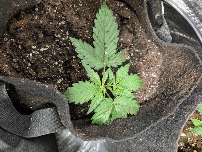 Strawberry Pie x4. Week 3