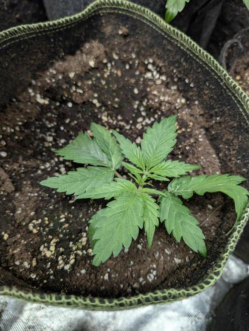 Strawberry Pie x4. Week 3