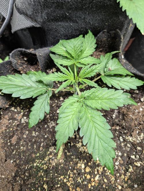 Strawberry Pie x4. Week 3