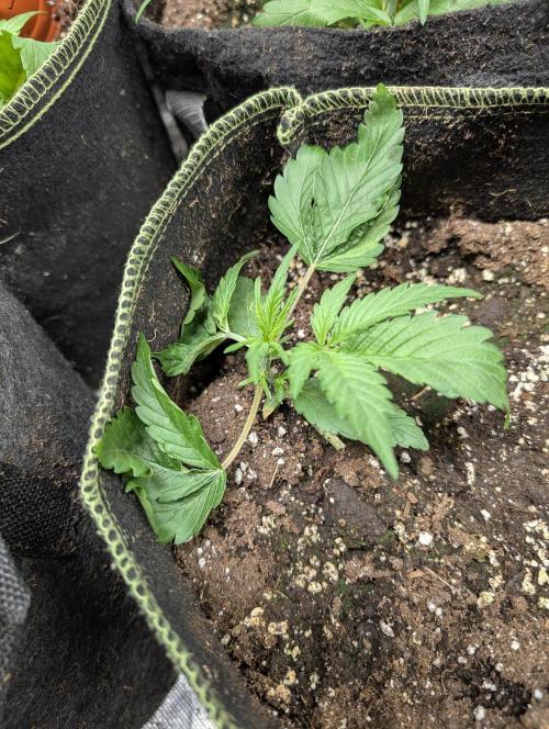 Strawberry Pie x4. Week 3