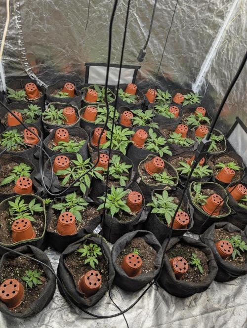 Strawberry Pie x4. Week 3