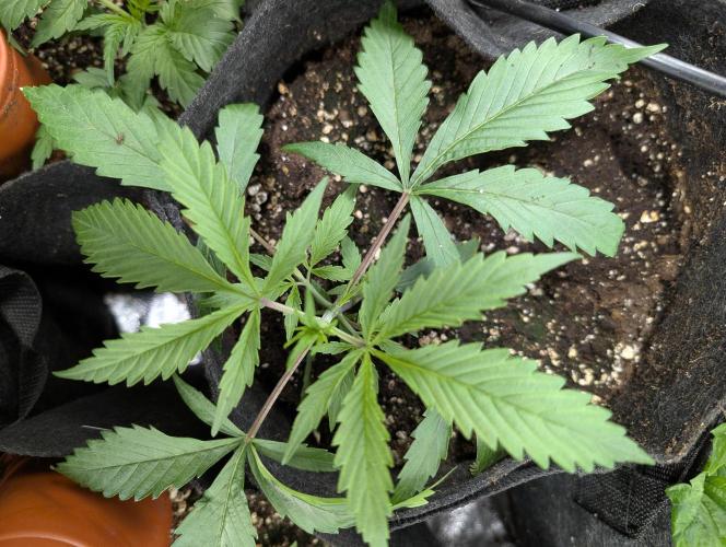 Pablo Escobar auto x3. Week 3