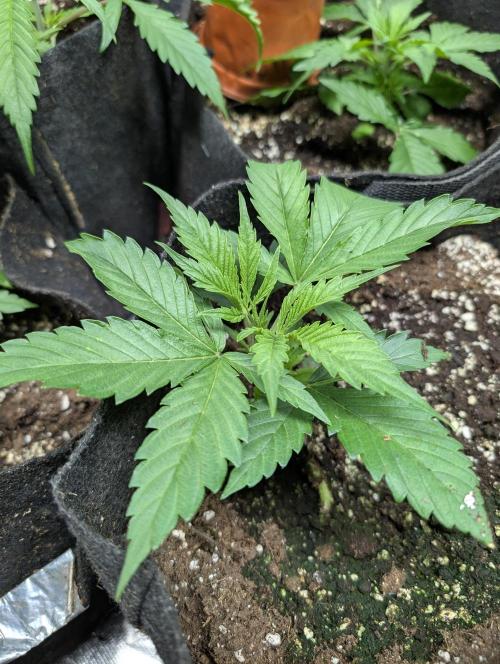 Pablo Escobar auto x3. Week 3