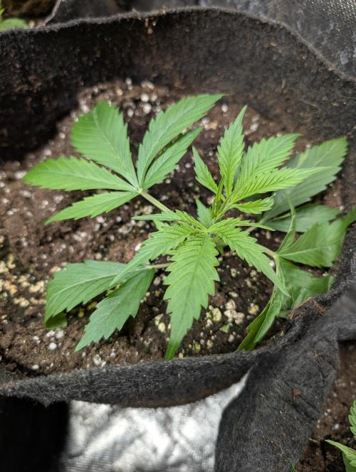 Pablo Escobar auto x3. Week 3