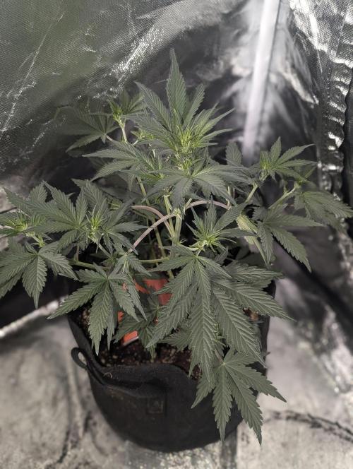 Runtz Auto x4. Week 5