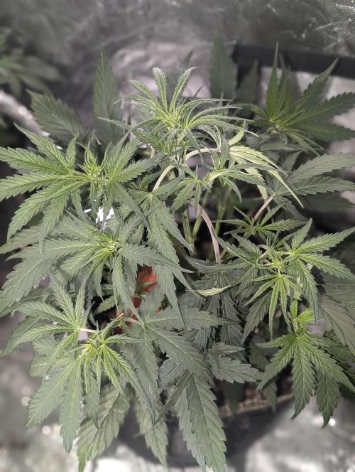 Runtz Auto x4. Week 5