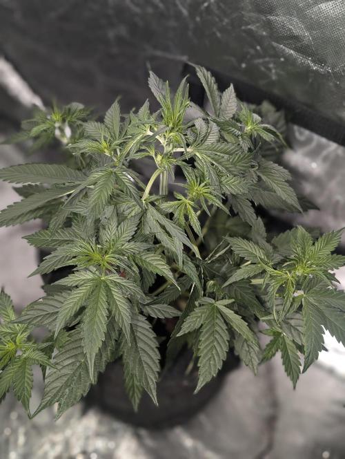 Fractal auto x5. Week 5 - N1