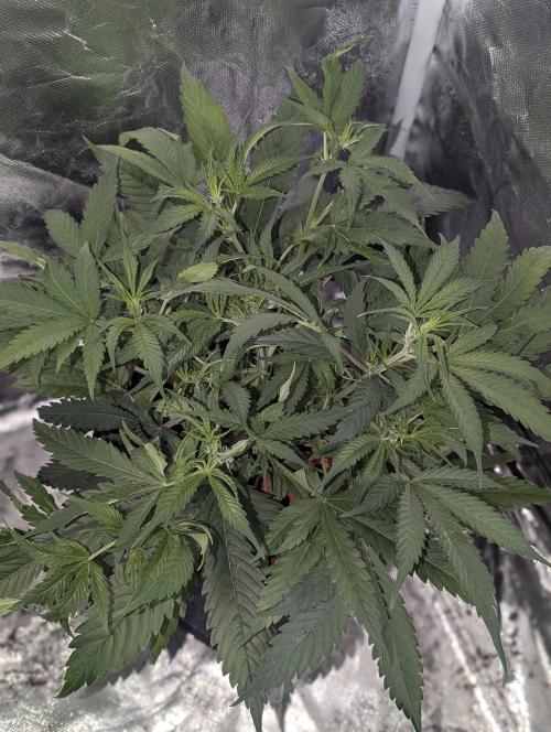 Fractal auto x5. Week 5 - N2