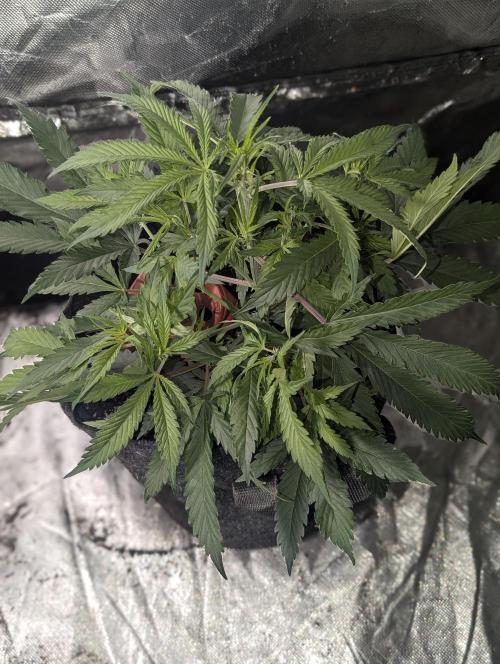 Fractal auto x5. Week 5 - N3