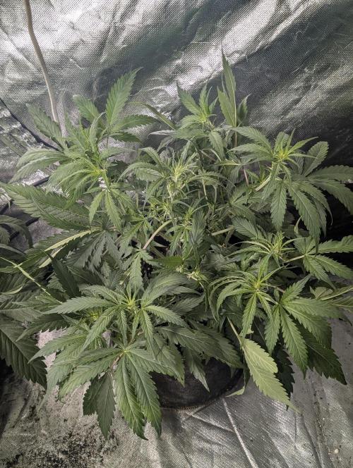 Fractal auto x5. Week 5 - N4