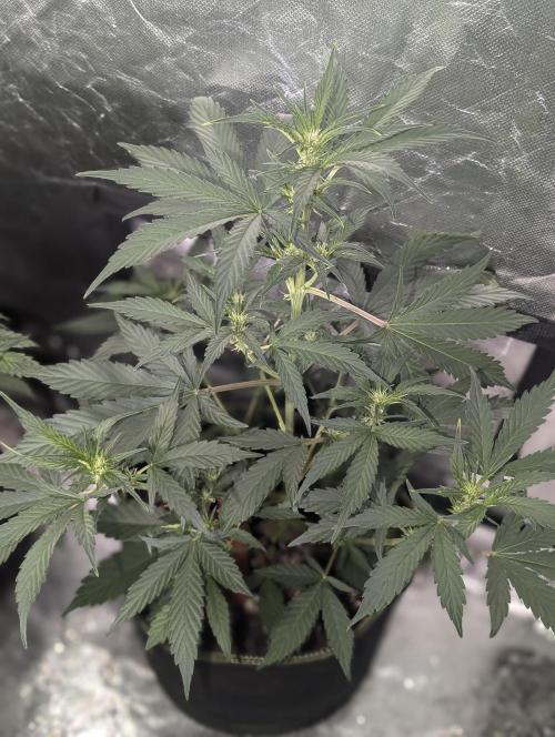 AK 47 XL 3x. Week 5 - N1