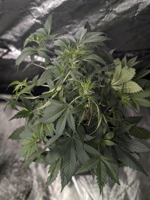 AK 47 XL 3x. Week 5 - N2