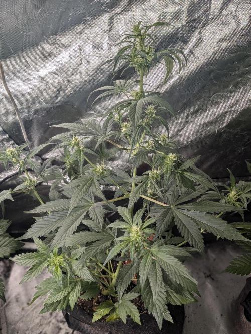 AK 47 XL 3x. Week 5 - N3
