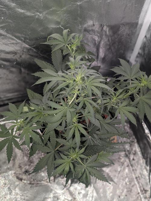 Purple Opium Auto x5. Week 5 - N1