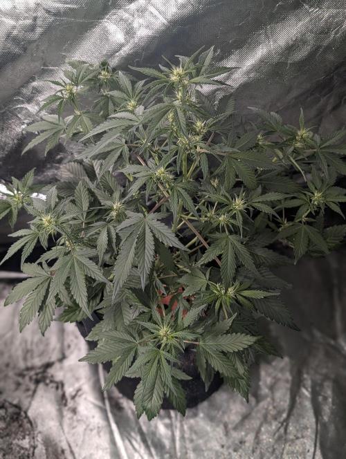 Purple Opium Auto x5. Week 5 - N2