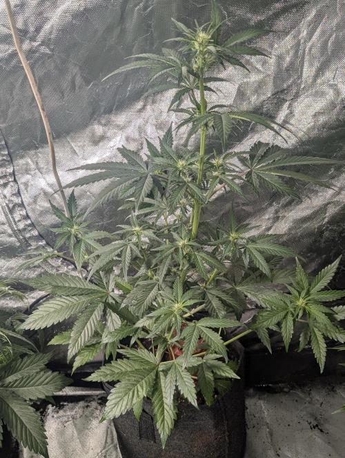 Purple Opium Auto x5. Week 5 - N3