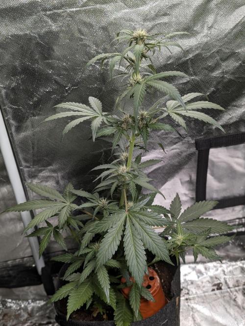 Purple Opium Auto x5. Week 5 - N4