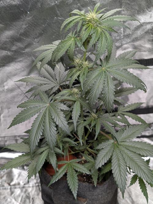 Purple Opium Auto x5. Week 5 - N5