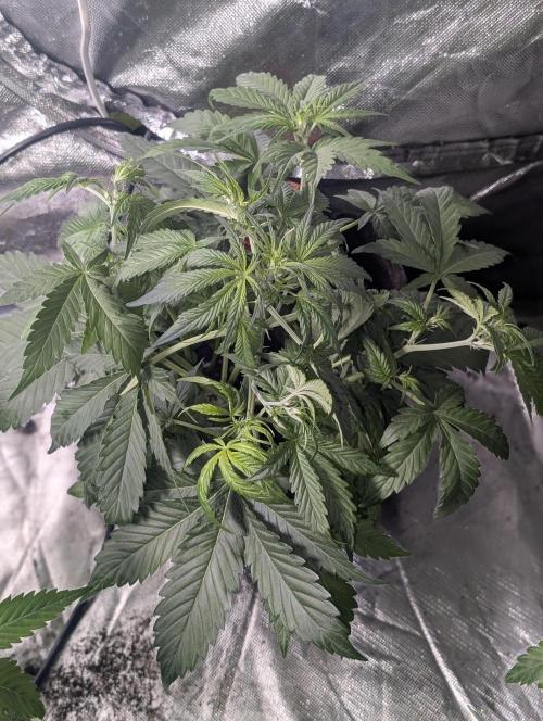 Strawberry Pie x4. Week 5 - N1