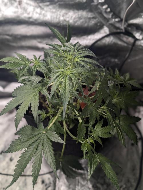 Strawberry Pie x4. Week 5 - N2