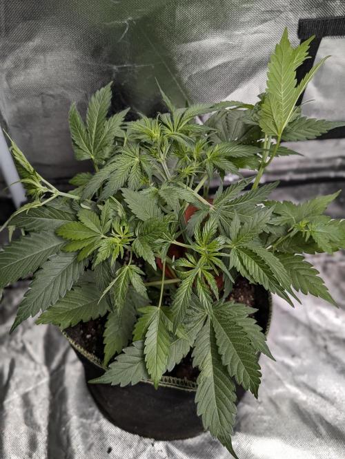 Strawberry Pie x4. Week 5 - N3