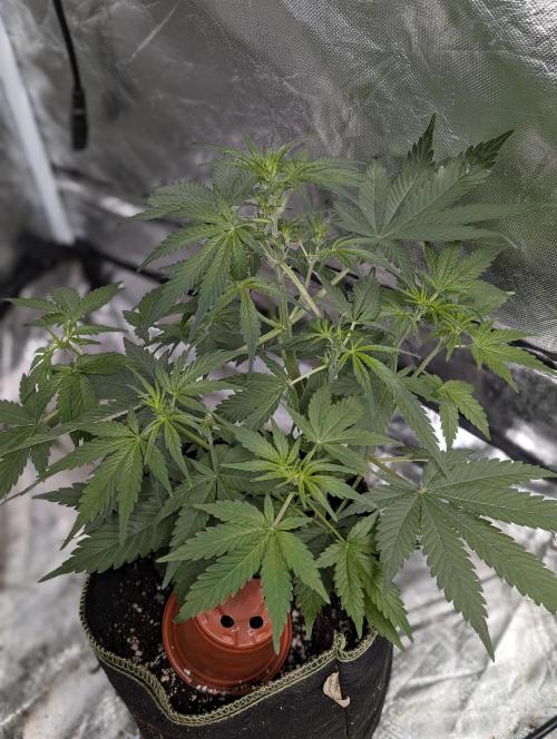 Strawberry Pie x4. Week 5 - N4