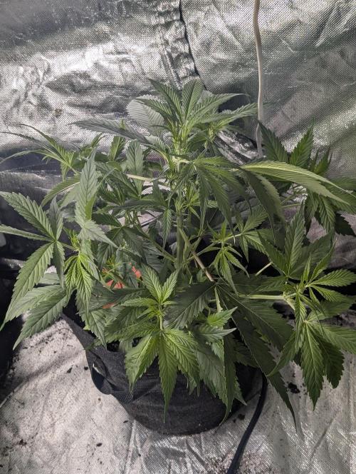 Pablo Escobar auto x3. Week 5