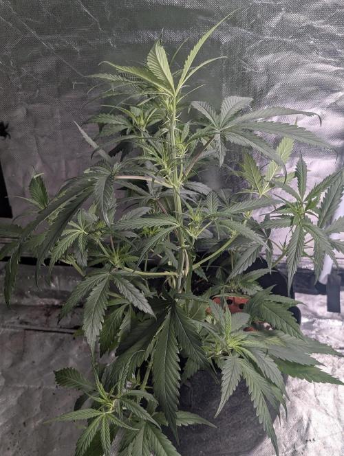 Pablo Escobar auto x3. Week 5