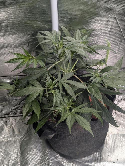 Pablo Escobar auto x3. Week 5