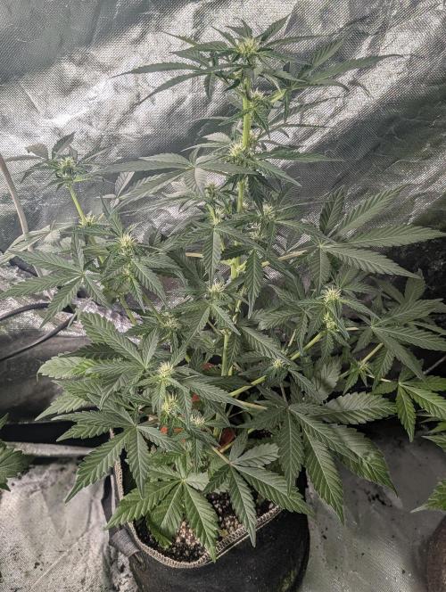 Kabul auto x5. Week 5 - N1